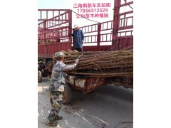 三角枫基地，2018年三角枫价格表，三角枫小苗大量现货批发图1