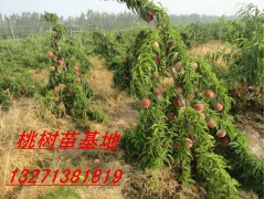 南阳桃树苗 嫁接桃树苗价格 南阳桃树苗批发基地图2