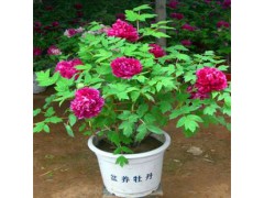 菏泽赵洪涛牡丹芍药基地，菏泽牡丹 油用牡丹 芍药 赵洪涛 13583083385图1