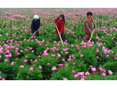 菏泽李冬梅牡丹芍药基地 菏泽芍药基地 芍药花 芍药苗 13953002273图1