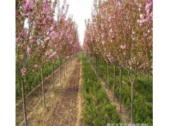 四川苗木网，四川樱花价格表，樱花繁育基地，樱花工程绿化苗批发，樱花基地图1