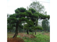 蓝田黑松苗木繁育基地，造型黑松_大型景观松_造型黑松优惠中图1