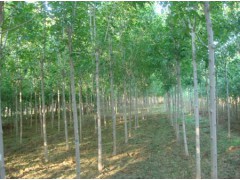 速生白腊基地_速生白蜡自产自销_速生白蜡_生产基地_速生白蜡_价格低廉图1