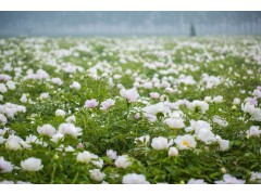 -菏泽市牡丹-精品牡丹,精品芍药,油用牡丹,菏泽市天香花木种植专业合作社图1