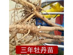 供应盆栽牡丹--春节催花牡丹、含出口品种图1