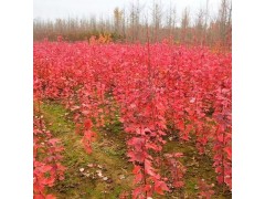 美国红枫基地 美国红枫树苗批发 专业种植美国红枫 美国红枫图1