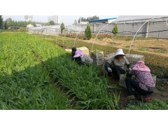 批发鸢尾苗蝴蝶花 蝴蝶兰苗花灌木花苗 德国鸢尾批发 水生鸢尾图1