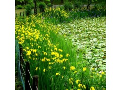 供应黄菖蒲 黄菖蒲辽宁基地 黄菖蒲价格 黄菖蒲种植基地图3