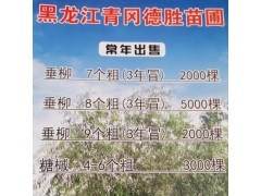 垂柳处理 7公分3年帽 2000棵 出售垂柳 垂柳基地 垂柳图2