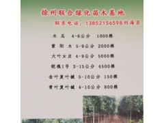 木瓜 4-6公分 1000棵 徐州木瓜基地 木瓜树培育基地图2