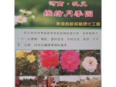 供应园林绿化苗木丰花月季 丰花月季苗 丰花月季树苗图1