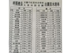 苗圃直销品种冬枣树苗 新疆沙枣枣树苗 呼图壁枣树苗产量图1