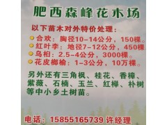 花皮榔榆1-3公分10万棵现货供应，花皮榔榆种植基地图1