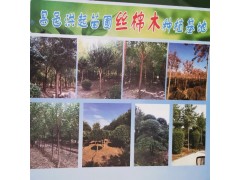 处理2-20公分丝棉木30000棵，丝棉木基地 山东丝棉木图1