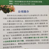 楸树苗,五公分精品楸树型优价美