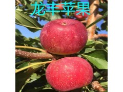 苹果树苗龙丰苹果苗寒富苹果苗新苹红苹果苗红肉苹果苗图1