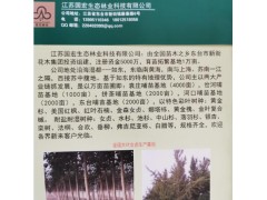 红叶石楠价格 红叶石楠小苗基地 江苏红叶石楠 红叶石楠球基地图2