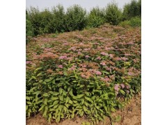 供应金山绣线菊 金焰绣线菊、青叶绣线菊、红花地被绣线菊小苗图3