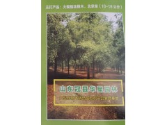 大规格丝棉木、北京栾(10-18公分)大型丝棉木精品苗系列图1