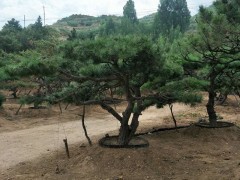 莱芜造型松，大型造型松基地，造型松价格表，造型松盆景包活图2