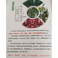 河北定州市恒信苗木花卉专业合作社专业经营彩叶豆梨