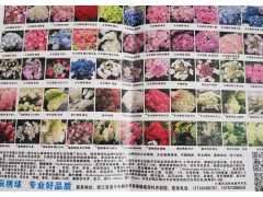 专业从事绣球花品种,专业供应各种绣球花图1