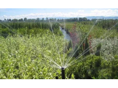 不同种类的苗木需要不同的苗木灌溉技巧