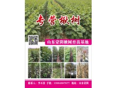 山东省蒙阴县蜜桃新品种繁育基地专供各种新品种桃苗图1