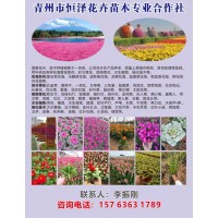 青州市恒泽花卉苗木专业合作社供应销售时令草花、宿根花卉/苗木