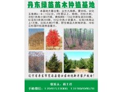 丹东绿茵苗木供应训化五角枫6-10公分，4年冒以上成品树图1