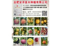 合肥安洋苗木种植有限公司供应供1-3年生各品种果树优良品种图1