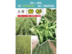 大量供应主营3-3年生15-20万株 密植裸根无枯枝，现货图1