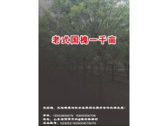 山东联银苗木现有老式国槐1000余亩，大量供各种规格老式国槐图1