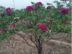 菏泽牡丹花苗 牡丹树供应，菏泽金祥牡丹大量供应观赏牡丹树图1