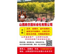 山西省太谷县腾杰苗圃基地供应3-8公分的卫矛球，卫矛基地图1