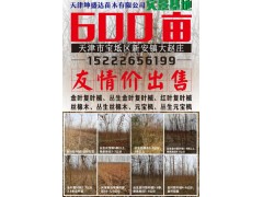 天津坤盛达苗木供应丛生金叶复叶械5-8条 单条地径5-8公分图1