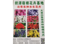 俽源宿根花卉基地大量出售营养杯宿根花卉、耐寒地被宿根花卉图1