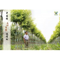 白蜡造型树 中国结造型树 精品白蜡造型树销售 明烁农林科技