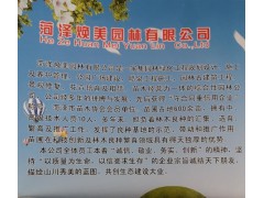 供应白蜡、速生白蜡、精品白蜡树，菏泽焕美园林有限公司图1