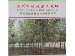 惠民县新纪元苗木供应速生白蜡、老白蜡、白蜡小苗、白蜡树图1