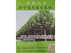 济宁俊杰苗木基地供应1-26公分原生速生法桐、造型法桐图1