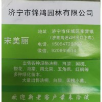 济宁市锦鸿园林有限公司出售各种规格法桐、速生法统、法桐苗