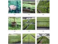 亿科育苗材料生产各种规格无纺布育苗袋、农林防草地布、穴盘图2