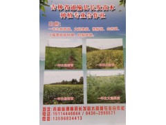 出售一年生杨树苗、文冠果苗、柽柳苗、山杏苗、小城黑杨树图1