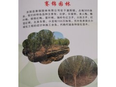 沭阳县赛锦园林供应各种规格红栌树，江苏红栌图1