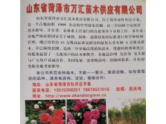 菏泽百汇苗木供应3-25公分白蜡、速生白蜡、白蜡工程苗图1