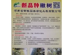 河南御楸园林供应新一代楸树品种，每年长4公分图1