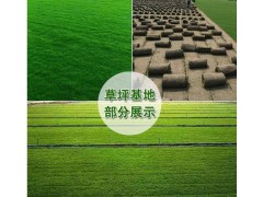 直销黑麦草 高羊茅草坪 黑麦草 早熟禾混播草坪 安徽裕民草坪图1