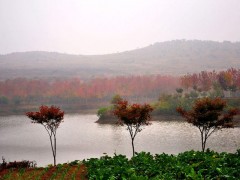 美国红枫工程大树