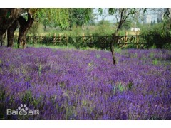 宛鑫园林  蓝花鼠尾草 鞍山宿根花卉基地 鼠尾草小苗批发图2